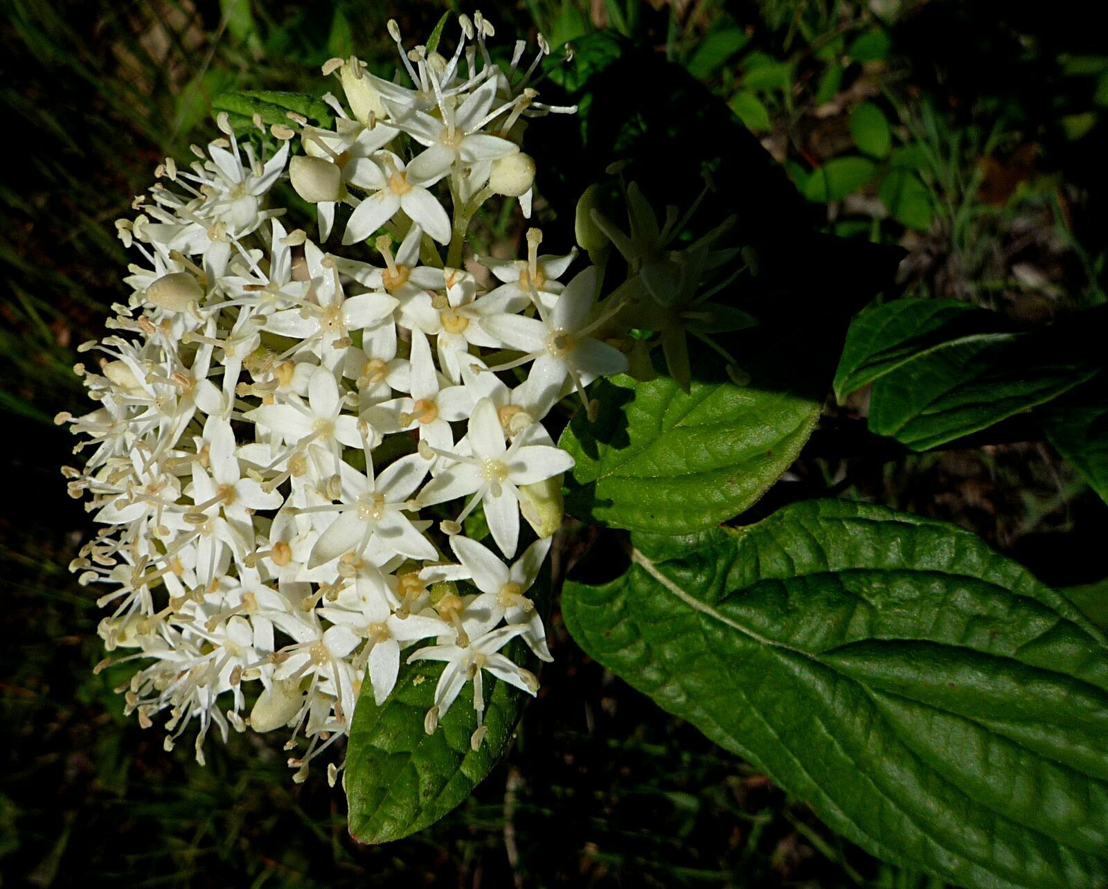 High Resolution Cornus sericea Flower